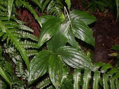 Liparis gigantea, photographed by lansan