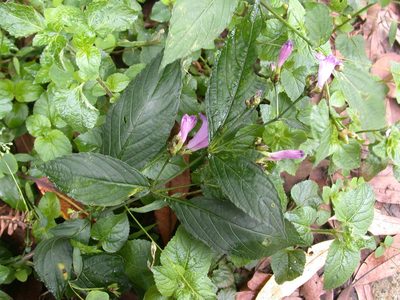 Strobilanthes formosana, photographed by lansan