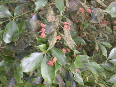 Euonymus laxiflorus, photographed by lansan