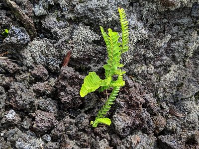 Nephrolepis abrupta, photographed by Pieter Huybrechts