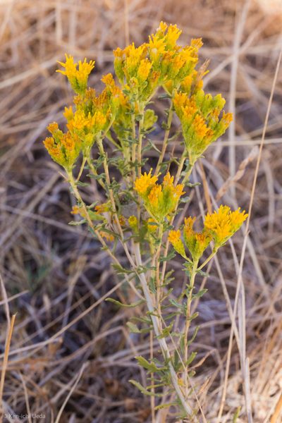 Isocoma arguta, photographed by Ken-ichi Ueda