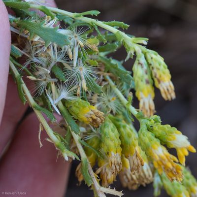Isocoma arguta, photographed by Ken-ichi Ueda