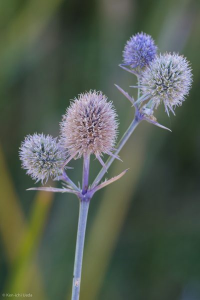 Eryngium articulatum, photographed by Ken-ichi Ueda