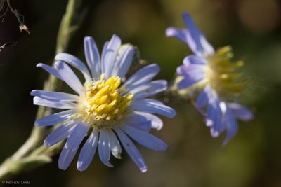 Symphyotrichum lentum, photographed by Ken-ichi Ueda