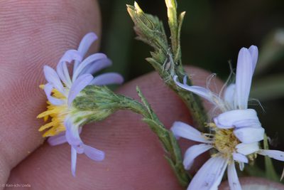 Symphyotrichum lentum, photographed by Ken-ichi Ueda