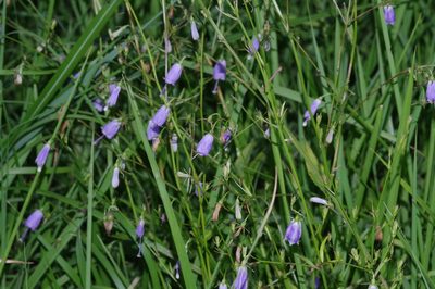 Adenophora triphylla