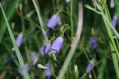 Adenophora triphylla, photographed by Takaaki Hattori