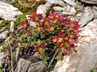 Saxifraga biflora, photographed by Karsten Rohweder