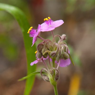Tradescantia gigantea, photographed by Victor Engel