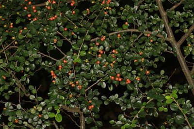 Cotoneaster hjelmqvistii, photographed by Stephen James McWilliam