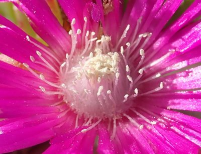 Ruschia duthieae, photographed by Nicola van Berkel