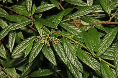 Cotoneaster salicifolius, photographed by Stephen James McWilliam