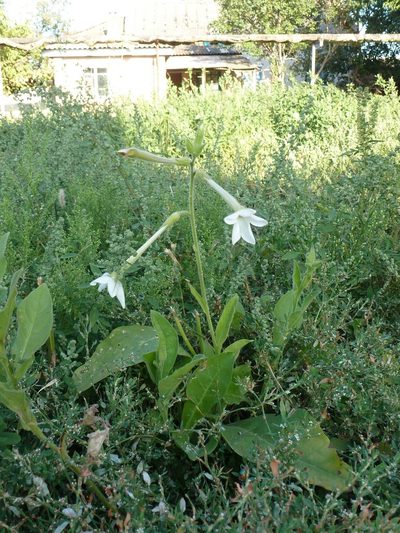 Nicotiana alata, photographed by Юрий Данилевский (Yuriy Danilevsky)