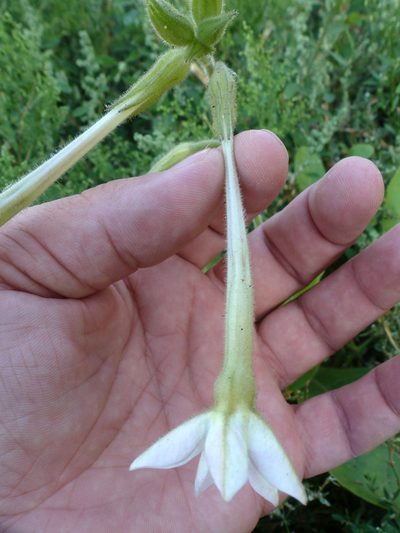 Nicotiana alata, photographed by Юрий Данилевский (Yuriy Danilevsky)