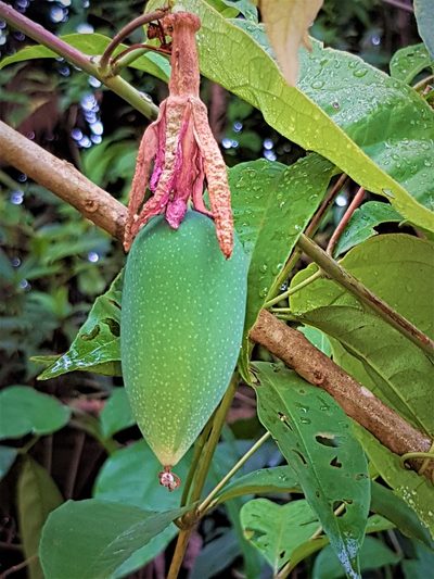 Passiflora glandulosa, photographed by Gerry van Tonder