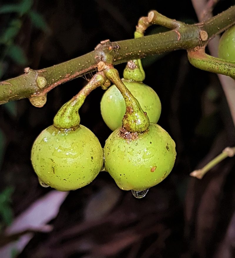 Solanum leucocarpon, photographed by Gerry van Tonder