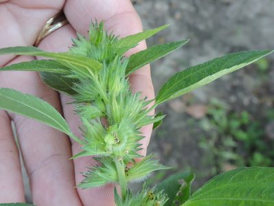 Acalypha virginica, photographed by Sam Kieschnick