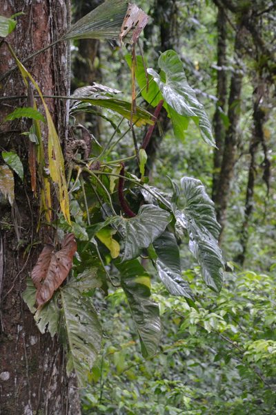 Anthurium ravenii, photographed by Letizia Weichgrebe