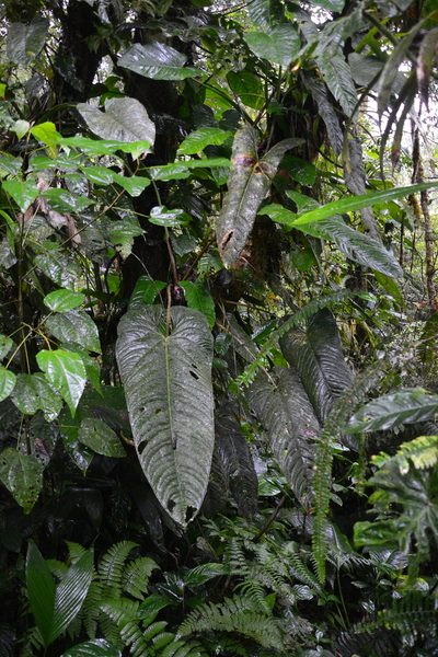 Anthurium panamense, photographed by Letizia Weichgrebe
