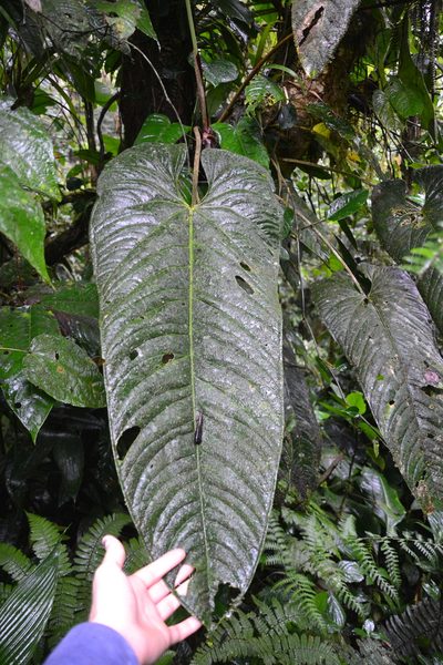 Anthurium panamense, photographed by Letizia Weichgrebe