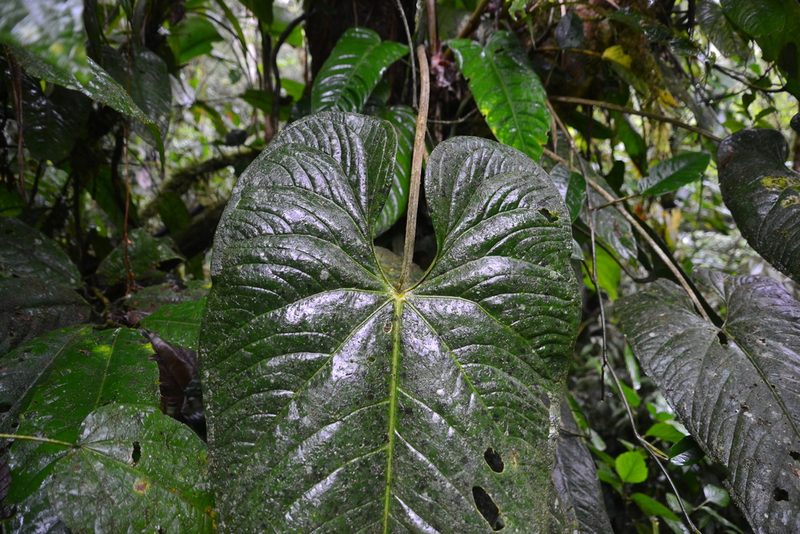 Anthurium panamense, photographed by Letizia Weichgrebe