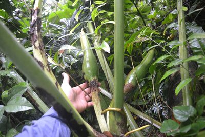 Philodendron findens, photographed by Letizia Weichgrebe