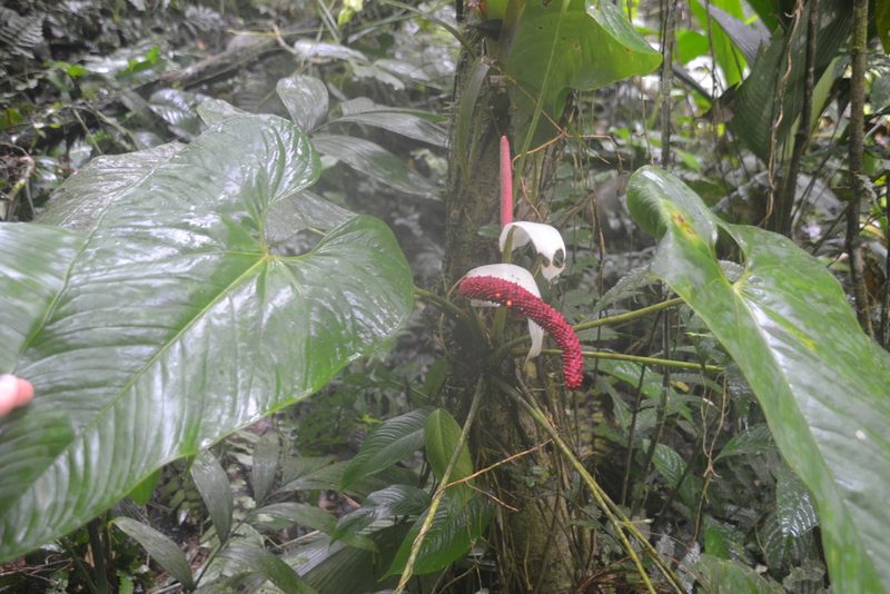 Anthurium obtusilobum, photographed by Letizia Weichgrebe
