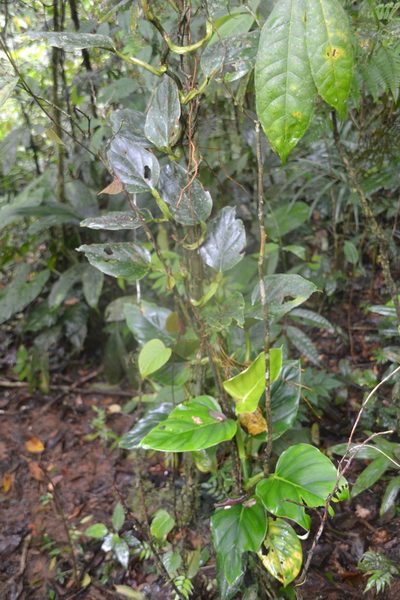 Philodendron findens, photographed by Letizia Weichgrebe