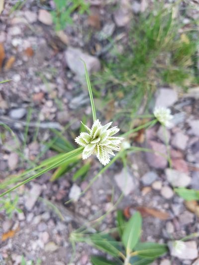 Cyperus seslerioides, photographed by Alejandro Colmenero