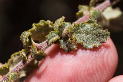 Ceanothus foliosus, photographed by Ken-ichi Ueda