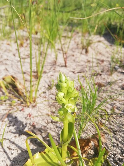Pterygodium vermiferum, photographed by Rebecca Dames