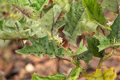 Solanum stramoniifolium, photographed by Gerry van Tonder