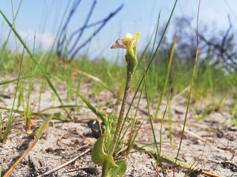 Disperis villosa, photographed by Rebecca Dames