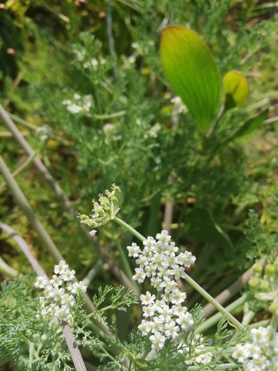 Capnophyllum lutzeyeri, photographed by Rebecca Dames