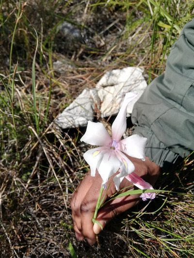 Gladiolus rudis, photographed by Rebecca Dames