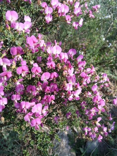 Podalyria microphylla, photographed by Jacques van der Merwe