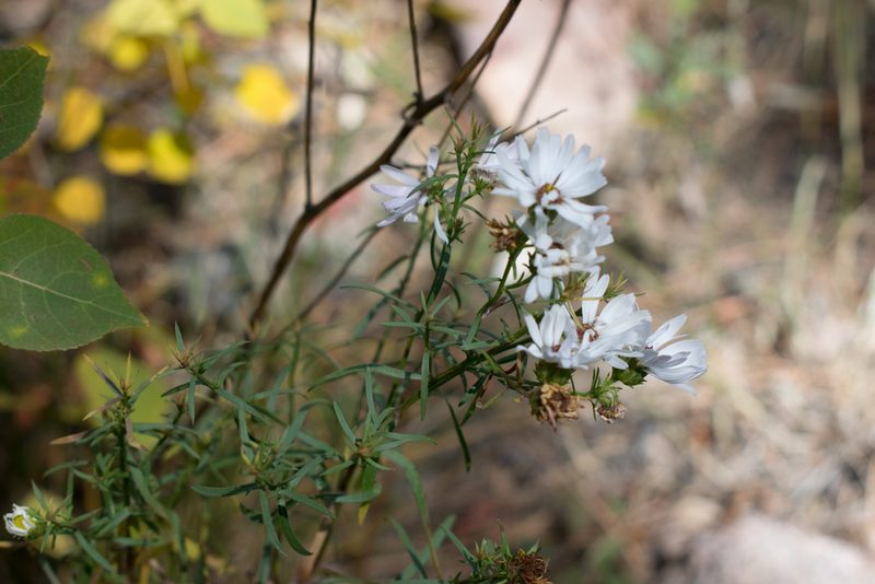 Symphyotrichum porteri, photographed by Joe D