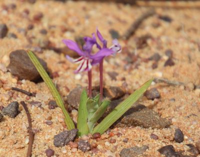 Lapeirousia jacquinii, photographed by Tony Rebelo