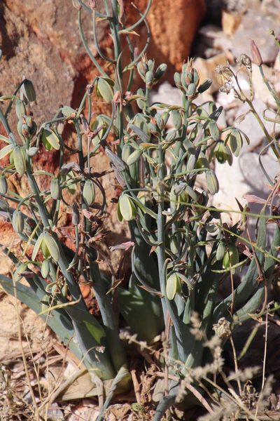 Albuca paradoxa, photographed by Tony Rebelo