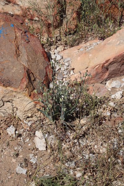 Albuca paradoxa, photographed by Tony Rebelo