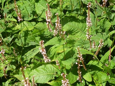 Persicaria amplexicaulis, photographed by Susan Marley