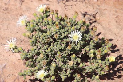 Drosanthemum schoenlandianum, photographed by Tony Rebelo