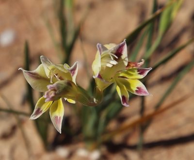 Gladiolus scullyi, photographed by Tony Rebelo