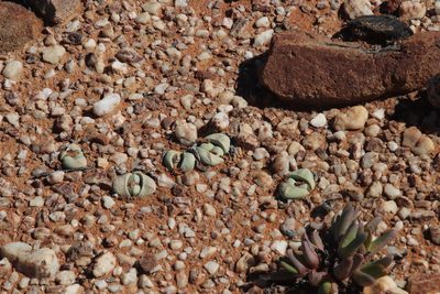 Argyroderma delaetii, photographed by Tony Rebelo