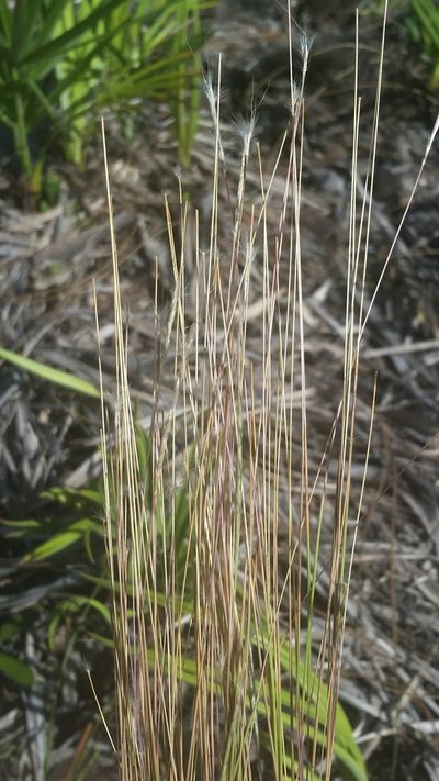 Schizachyrium gracile, photographed by Jay Horn