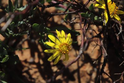 Osteospermum sinuatum, photographed by Tony Rebelo