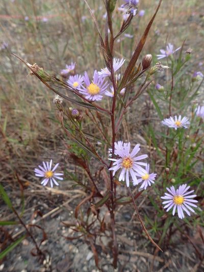 Symphyotrichum robynsianum, photographed by Allan Harris