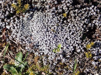 Raoulia beauverdii, photographed by John Steel