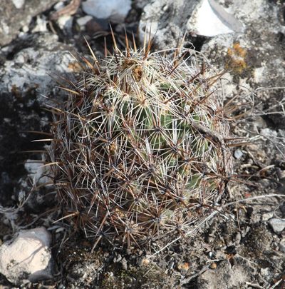 Coryphantha echinoidea, photographed by Pedro Nájera Quezada