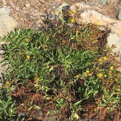 Grindelia integrifolia, photographed by Harry Podschwit